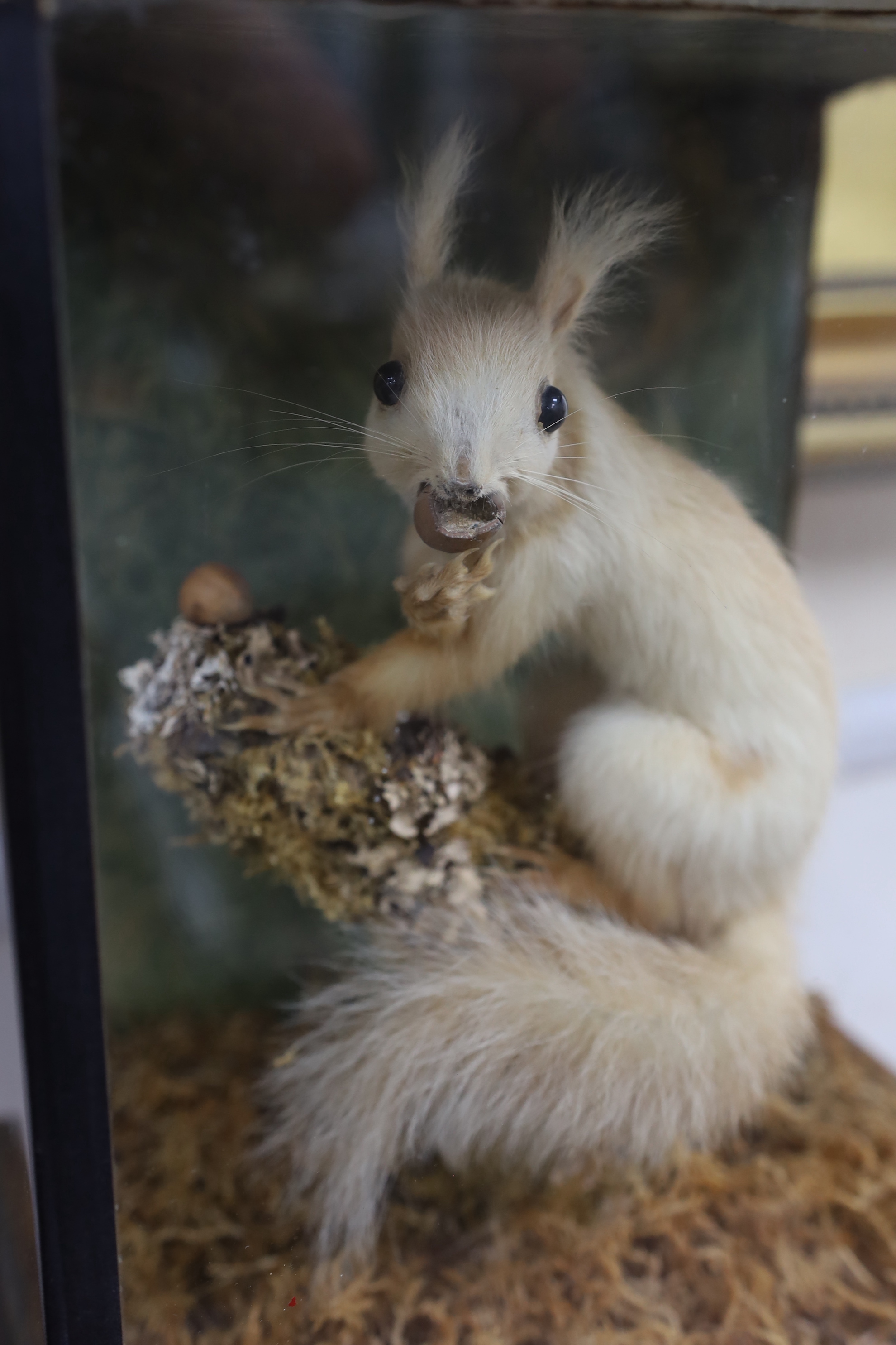 A cased taxidermic red squirrel, early 20th century, 43.5cm high